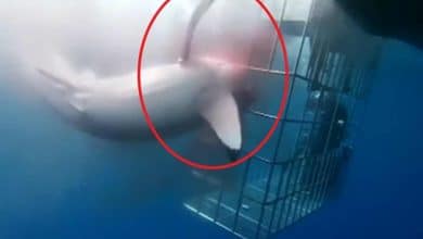 Denuncian muerte de tiburón