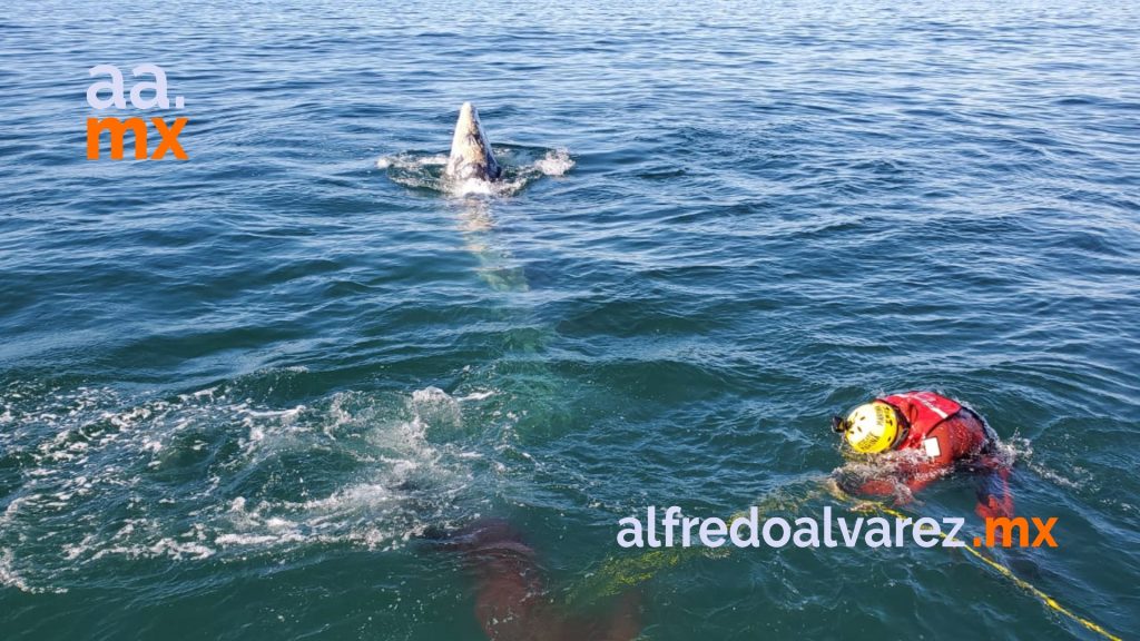 ballena 1