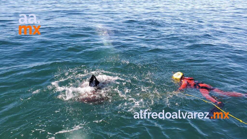 ballena 2