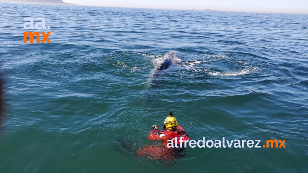 ballena 3