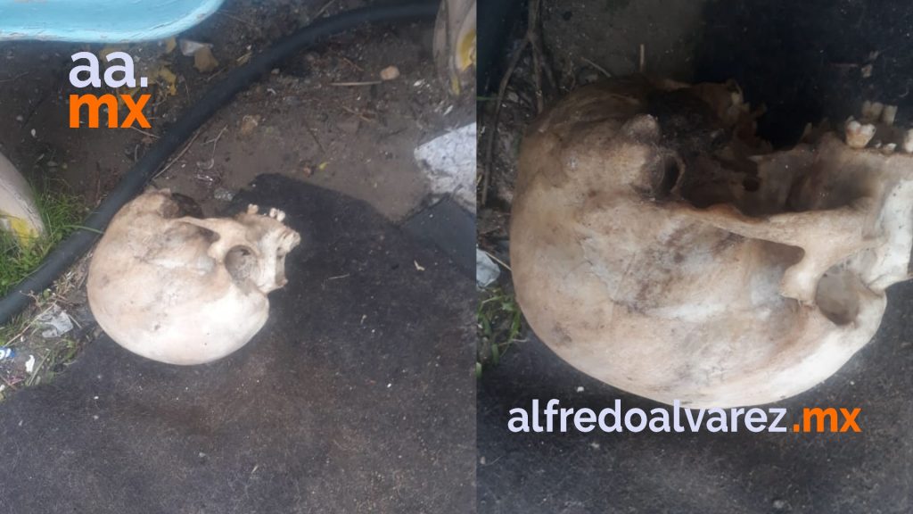 PERROS REGRESAN A SU CASA CON UN CRáNEO HUMANO PERROS REGRESAN A SU CASA CON UN CRáNEO HUMANO