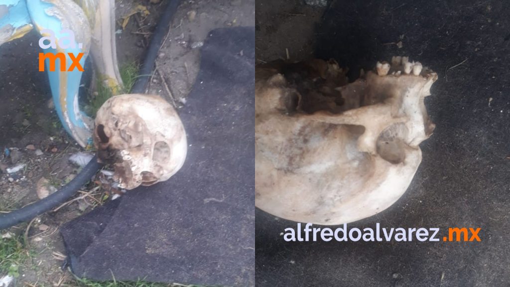 PERROS REGRESAN A SU CASA CON UN CRáNEO HUMANO PERROS REGRESAN A SU CASA CON UN CRáNEO HUMANO
