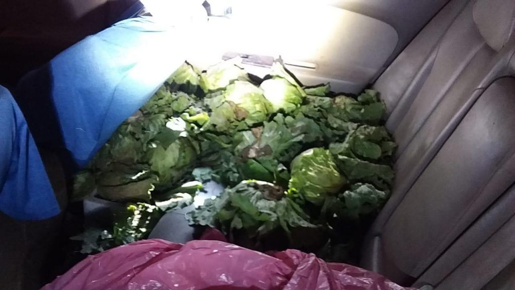 DETIENEN A TRES POR ROBO DE 50 LECHUGAS