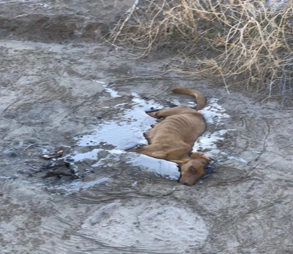 PERRO CAE A CHAPOPOTE Y QUEDA INMóVIL; SOLICITAN APOYO