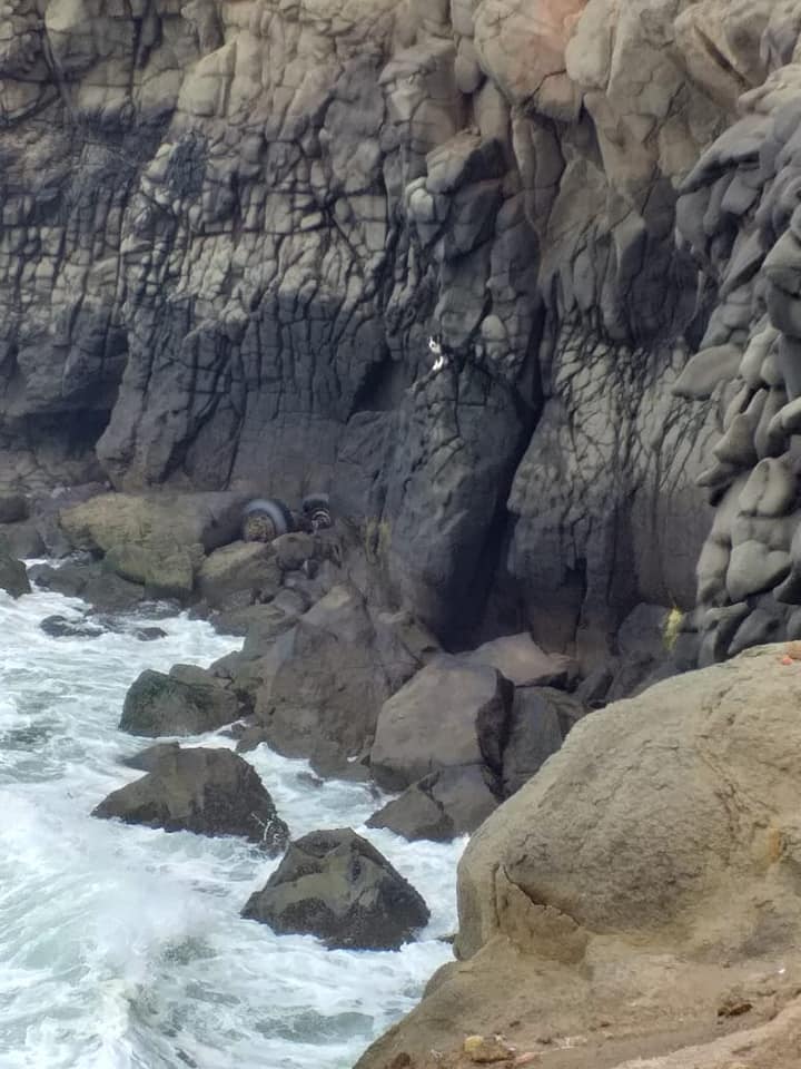PERRO CAE DE ACANTILADO Y ACTIVAN INTENSO OPERATIVO DE RESCATE
