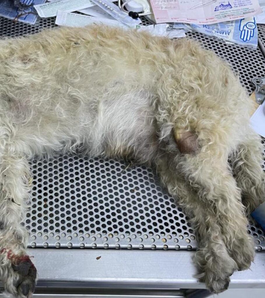 DETIENEN A SUJETO QUE MATó A TUBAZOS A UN PERRITO DETIENEN A SUJETO QUE MATó A TUBAZOS A UN PERRITO