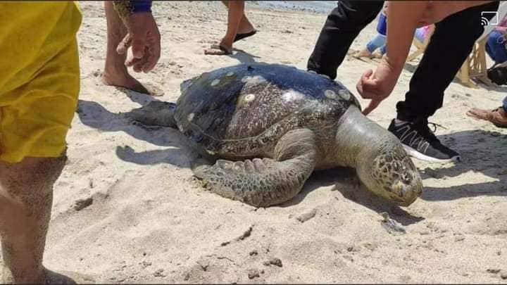 LOCALIZAN CADáVERES DE ANIMALES MARINOS LOCALIZAN CADáVERES DE ANIMALES MARINOS