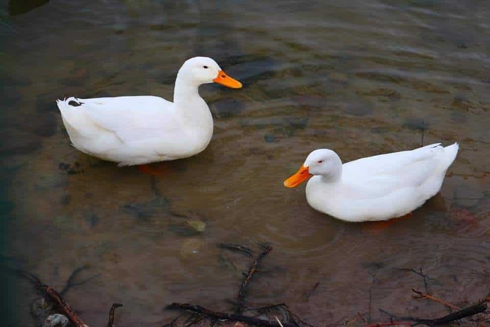 SIMPATT INFORMA RESULTADOS DEL AGUA DEL PARQUE DE LA AMISTAD