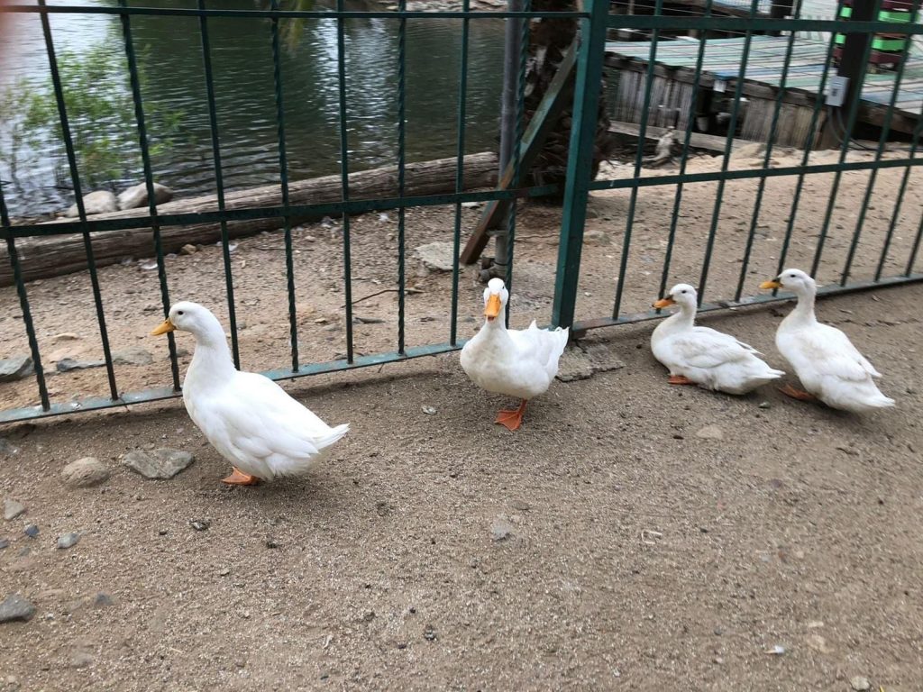 ABREN PARQUE DE LA AMISTAD DE TRAS VERIFICAR SEGURIDAD