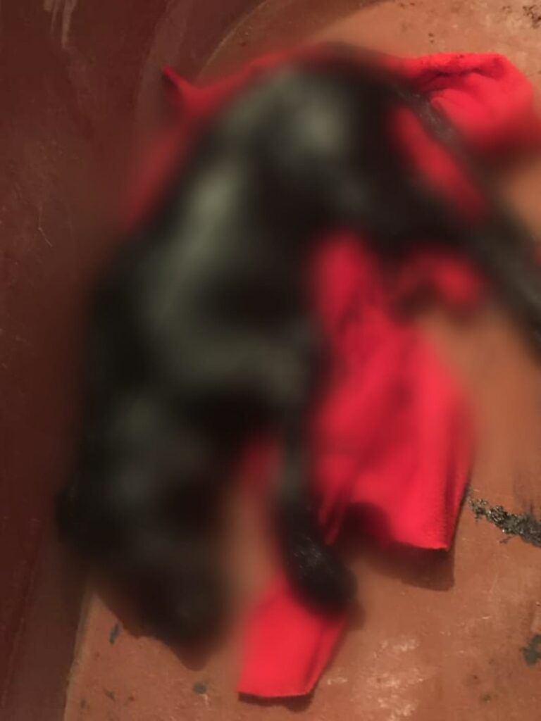 RESCATAN A PERRITO QUE CAYó EN FOSA DE CHAPOPOTE