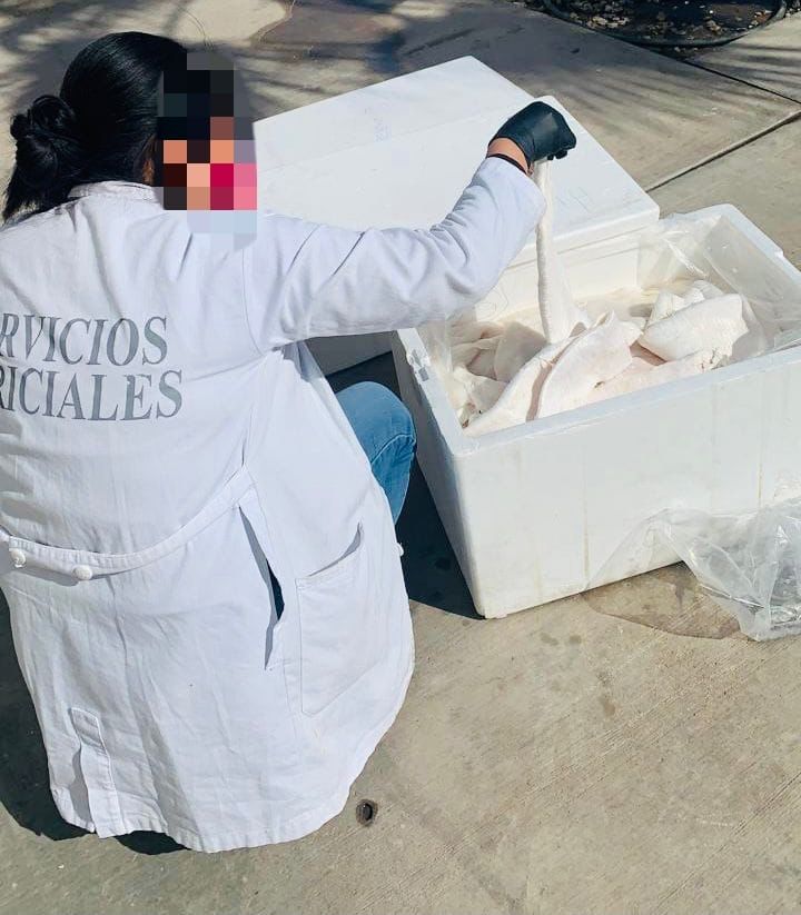 DECOMISAN BUCHES DE TOTOABA; DAN PRISIóN PREVENTIVA A 3 SUJETOS