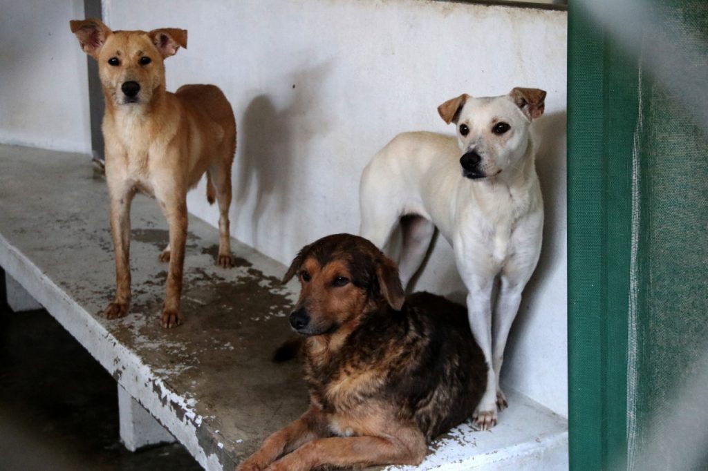 VOLUNTARIADO DE CONTROL ANIMAL AGRADECE DONACIONES EN ESPECIE