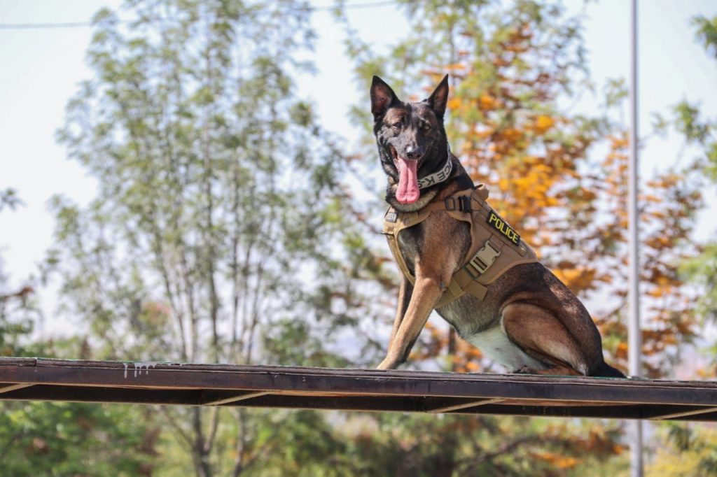 K-9 EL COMPLEMENTO DE LOS OFICIALES DE POLICíA