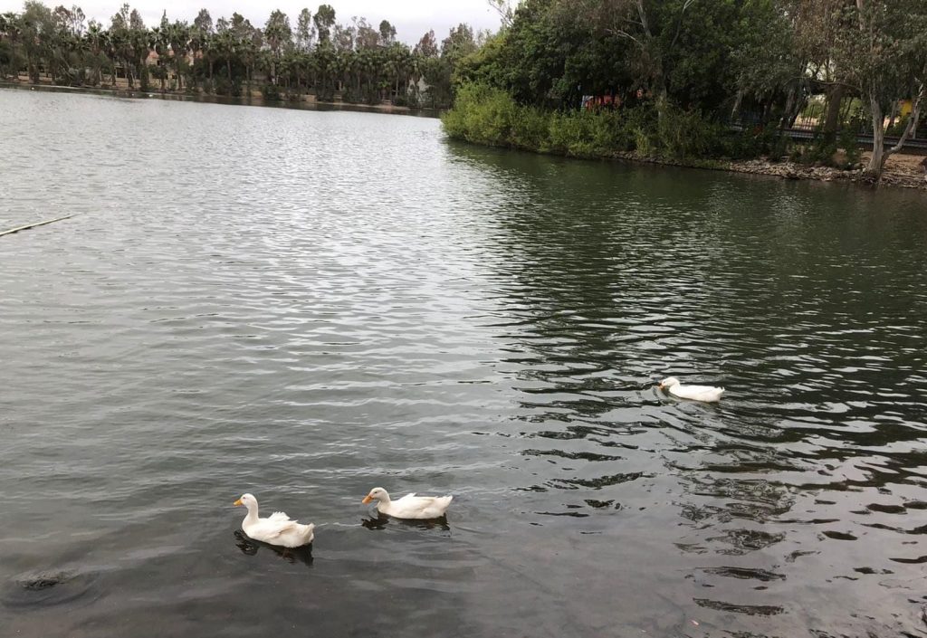 ABREN PARQUE DE LA AMISTAD DE TRAS VERIFICAR SEGURIDAD