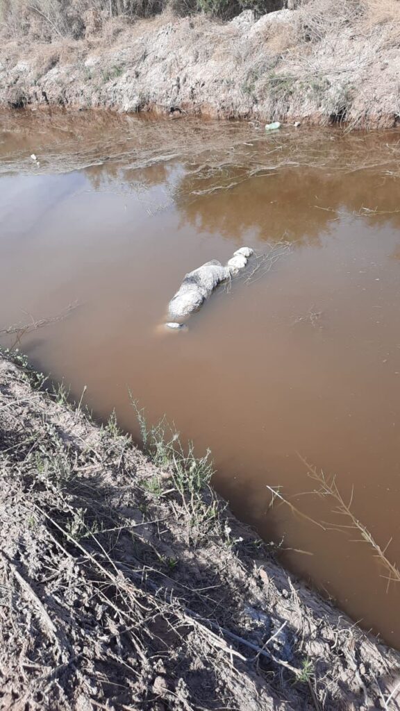 ERA DE JOVEN DESAPARECIDA EL CADáVER DEL CANAL DE MEXICALI