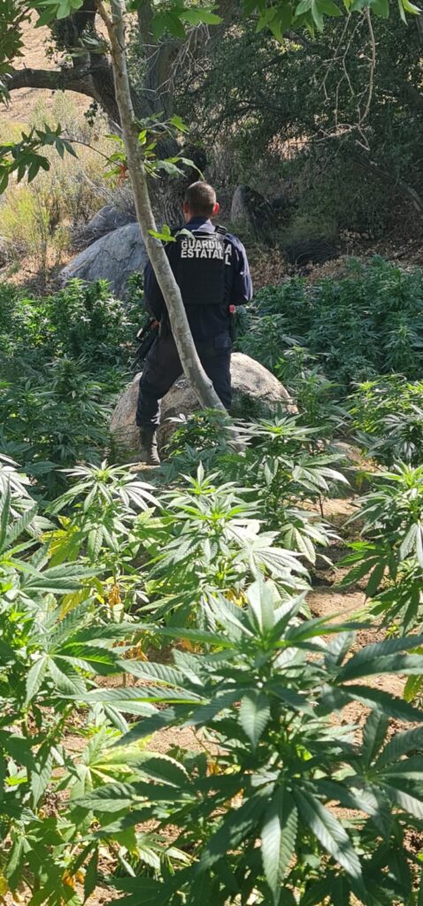 DESTRUYEN PLANTíO DE MARIHUANA