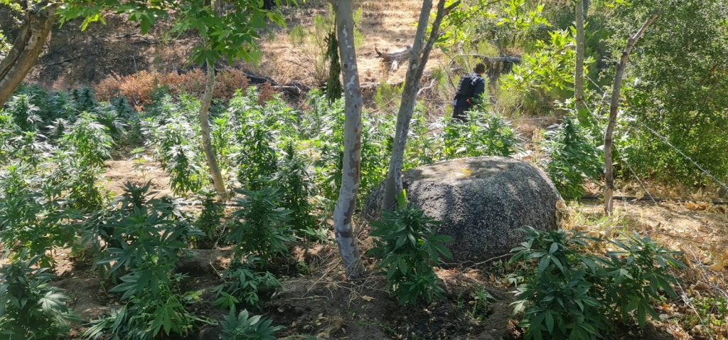 DESTRUYEN PLANTíO DE MARIHUANA