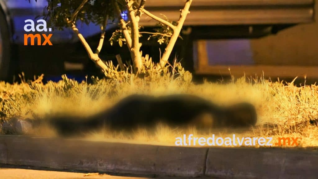 DE TRES BALAZOS MATAN A UN JOVEN EN LA MADRUGADA