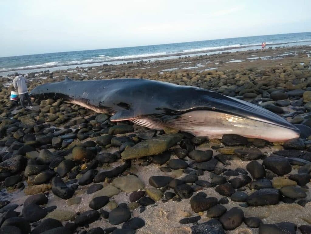 ENCUENTRAN BALLENA ENCALLADA EN PEñASCO
