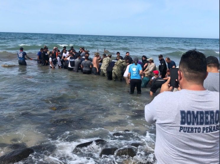 ENCUENTRAN BALLENA ENCALLADA EN PEñASCO