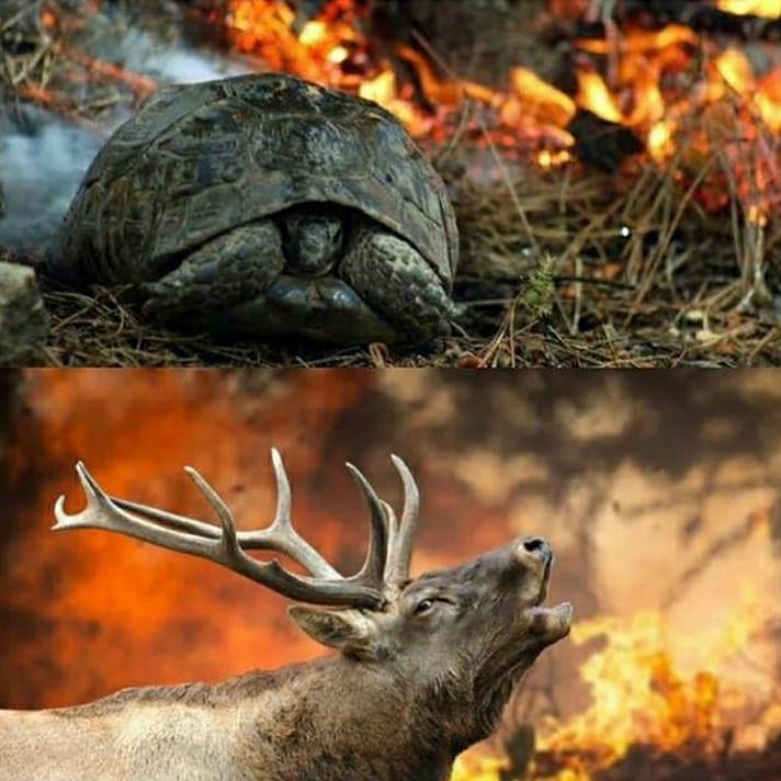 INCENDIOS EN TURQUíA, DEJAN 4 MUERTOS INCENDIOS EN TURQUíA, DEJAN 4 MUERTOS