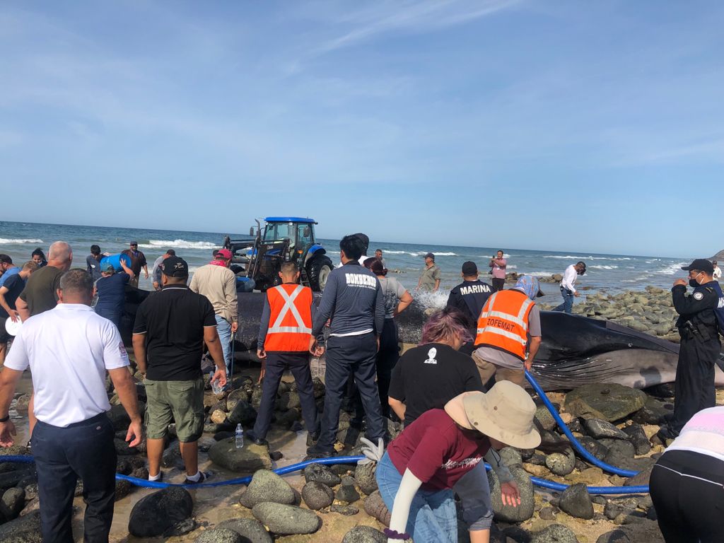 ENCUENTRAN BALLENA ENCALLADA EN PEñASCO