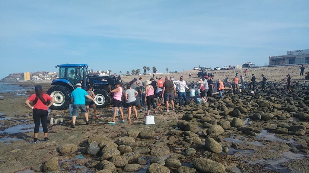 ENCUENTRAN BALLENA ENCALLADA EN PEñASCO