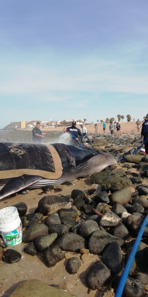 ENCUENTRAN BALLENA ENCALLADA EN PEñASCO