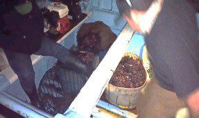 CONFISCAN MáS DE UNA TONELADA DE PRODUCTOS PESQUEROS
