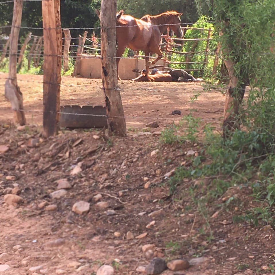 CAPTAN A SUJETO ABUSANDO DE ANIMAL RECIéN NACIDO
