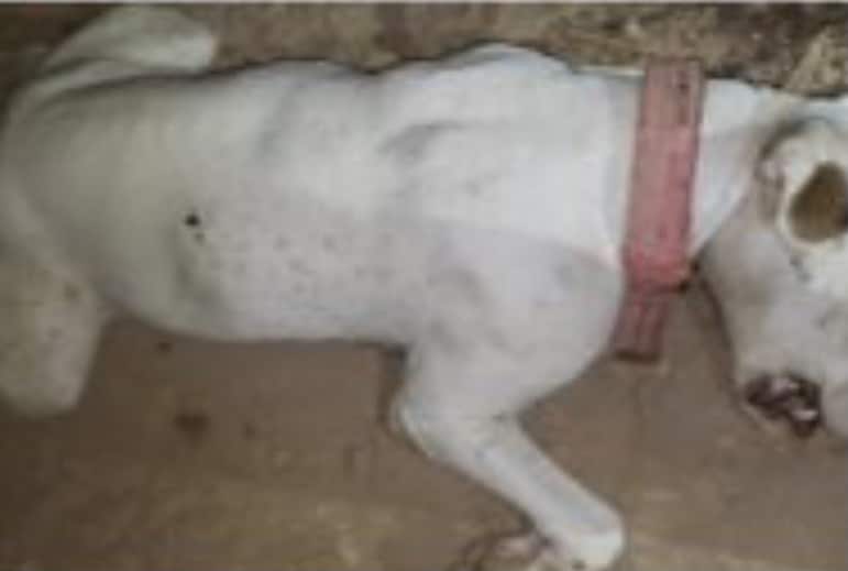 SUJETO INTENTA ENTRAR A CASA DE SU EX Y MATA AL PERRO