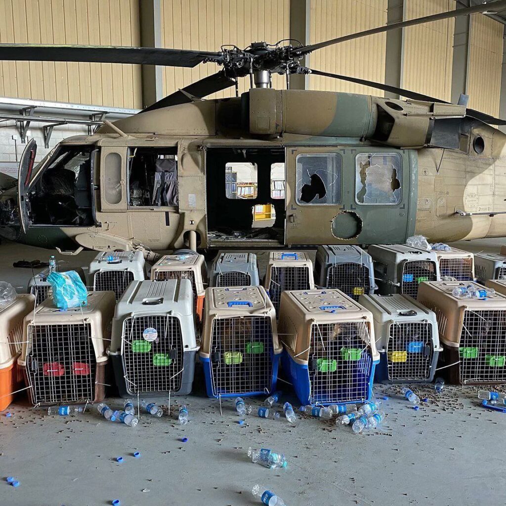 EL DRAMA DE LOS PERROS DE SERVICIO AL EJéRCITO EN AFGANISTáN