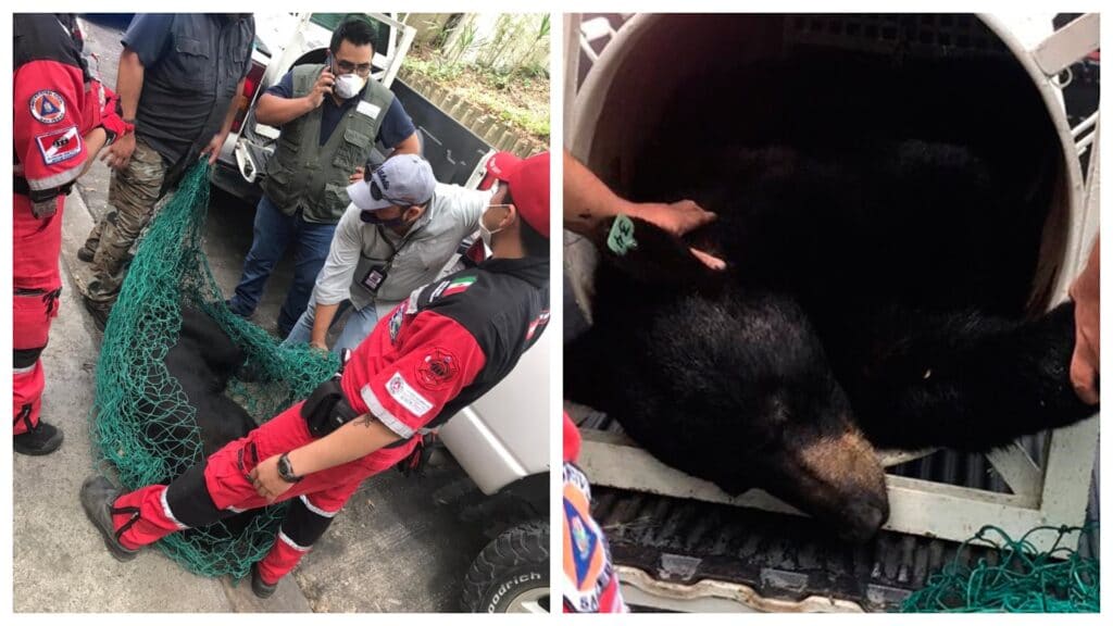 FUE ERROR CASTRACIóN DE OSO: PROFEPA