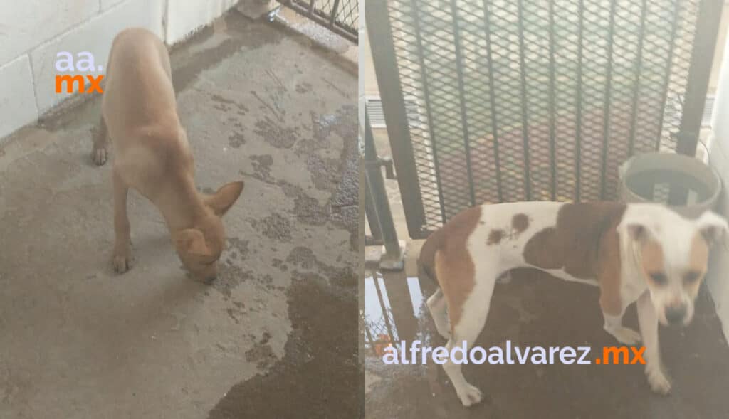 ASEGURAN A PERROS TRAS SUFRIR MALTRATO