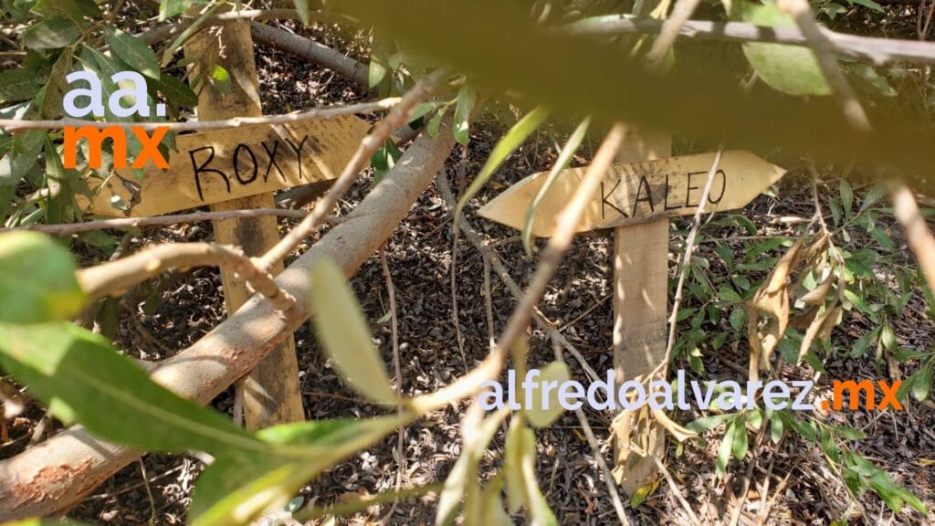 COLOCAN OFRENDA A NIñOS ASESINADOS EN ROSARITO