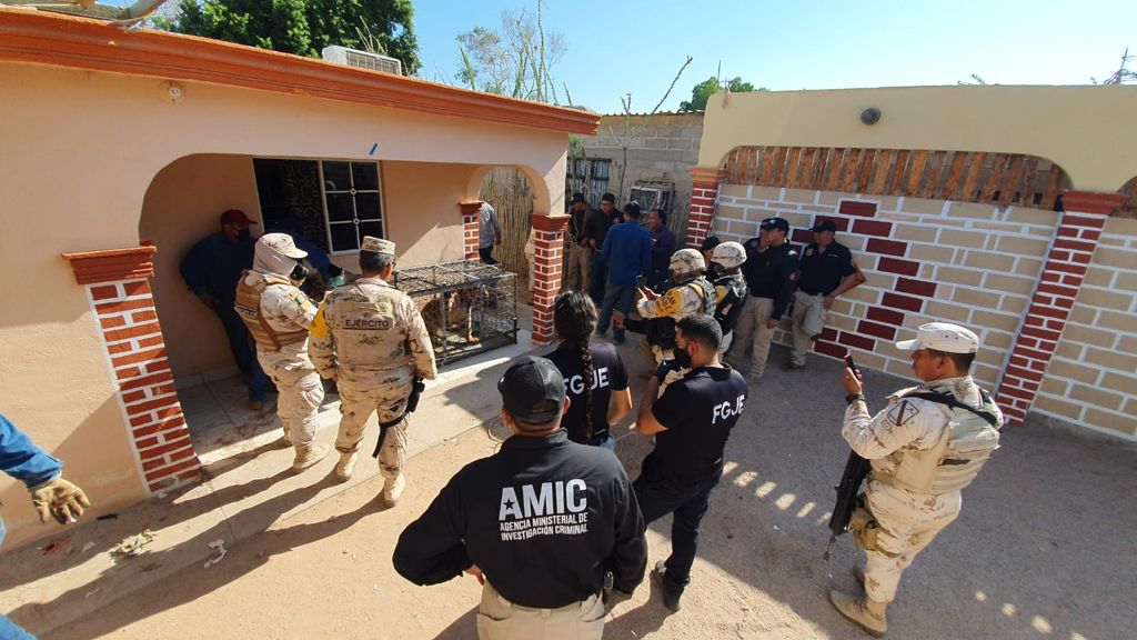 DECOMISAN EN CATEO DE VIVIENDA ARMAS, AUTOS Y TIGRE DE BENGALA