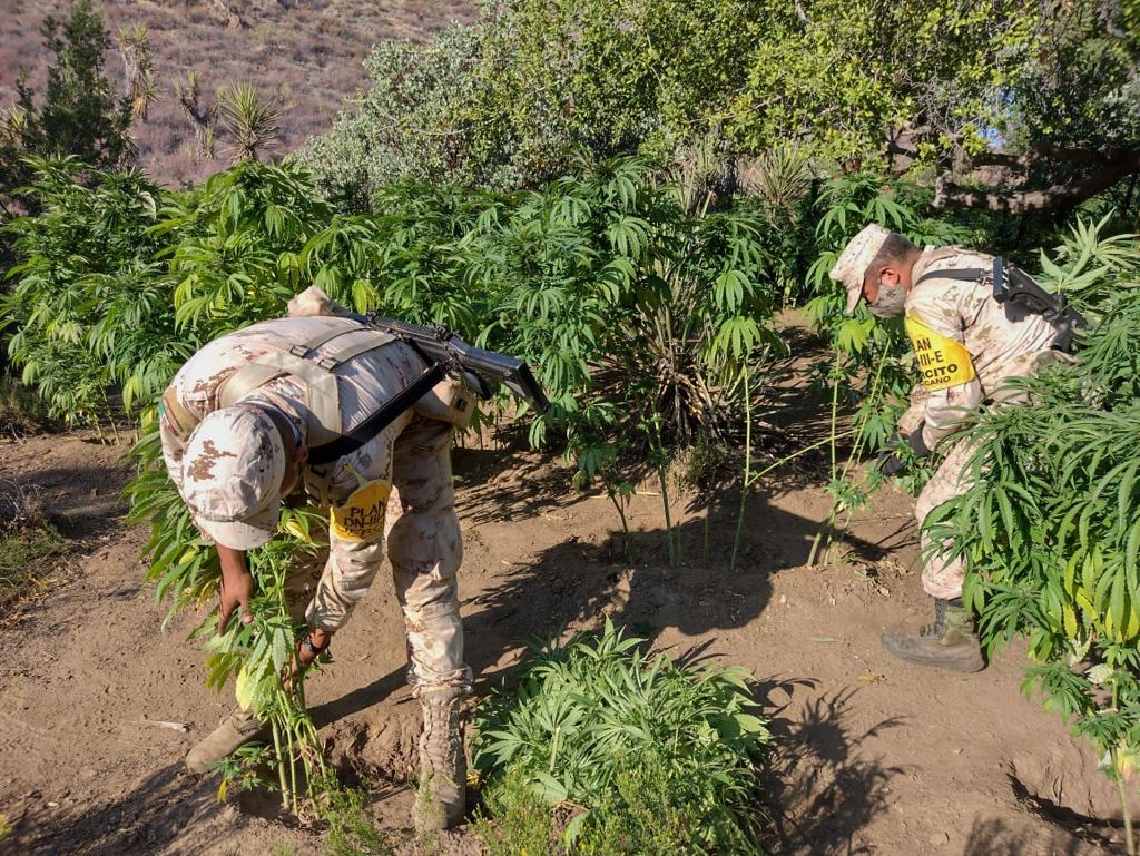 EJéRCITO MEXICANO LOCALIZA Y DESTRUYE PLANTíOS DE MARIHUANA