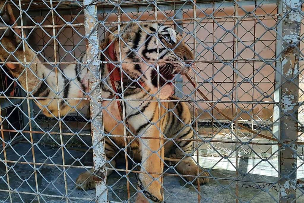 DECOMISAN EN CATEO DE VIVIENDA ARMAS, AUTOS Y TIGRE DE BENGALA