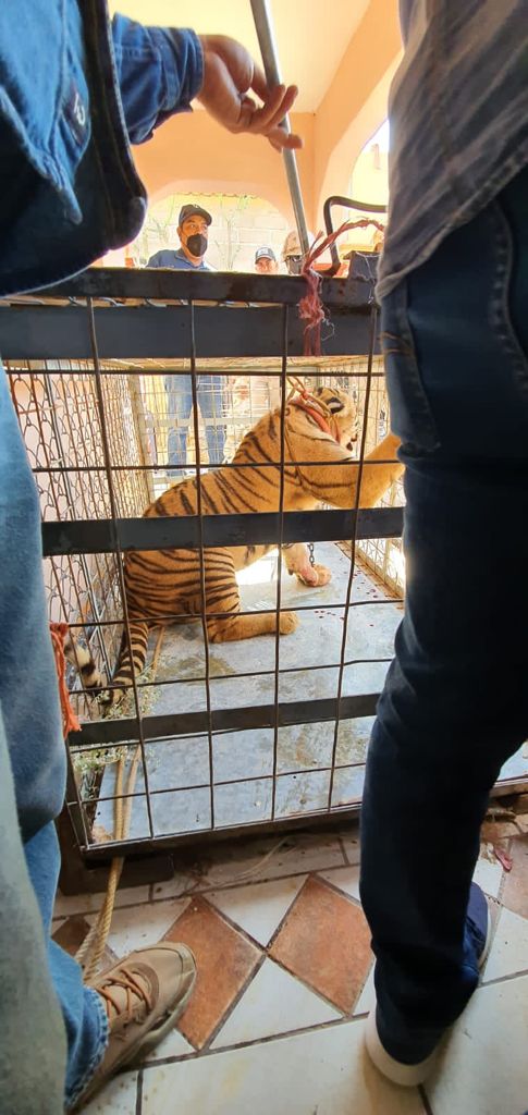 DECOMISAN EN CATEO DE VIVIENDA ARMAS, AUTOS Y TIGRE DE BENGALA