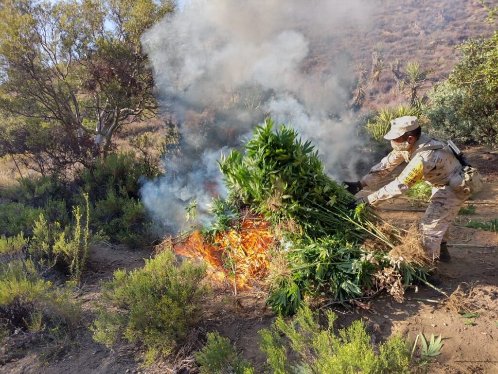 EJéRCITO MEXICANO LOCALIZA Y DESTRUYE PLANTíOS DE MARIHUANA