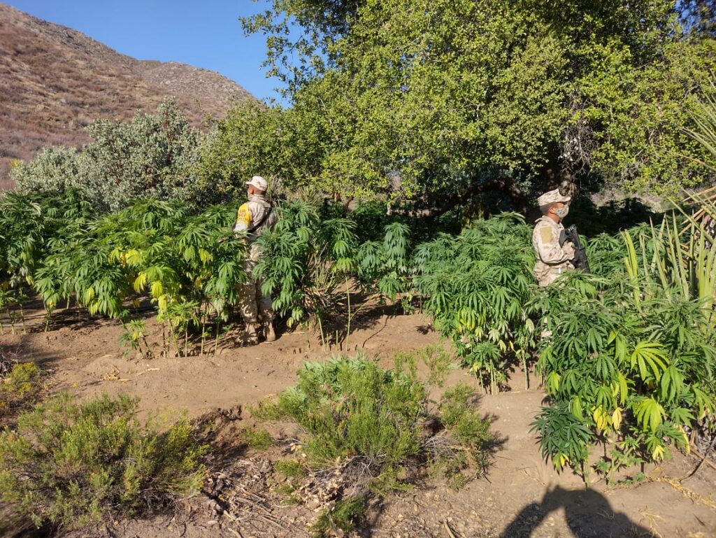 EJéRCITO MEXICANO LOCALIZA Y DESTRUYE PLANTíOS DE MARIHUANA