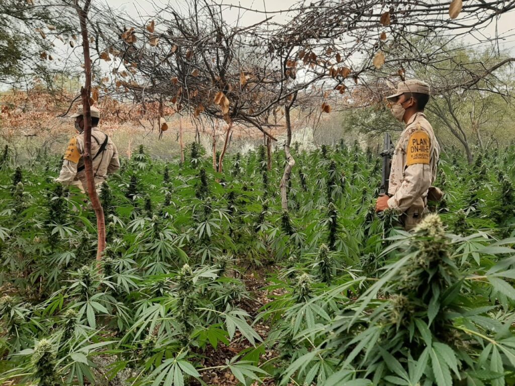HALLAN PLANTíOS DE MARIHUANA EN INMEDIACIONES DE CENTRO ECOTURíSTICO