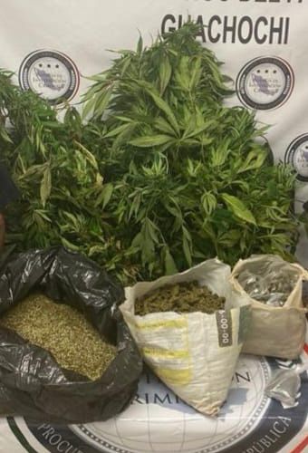 DAN GOLPE A ORGANIZACIONES CRIMINALES TRAS CATEOS Y DECOMISO DE DROGA