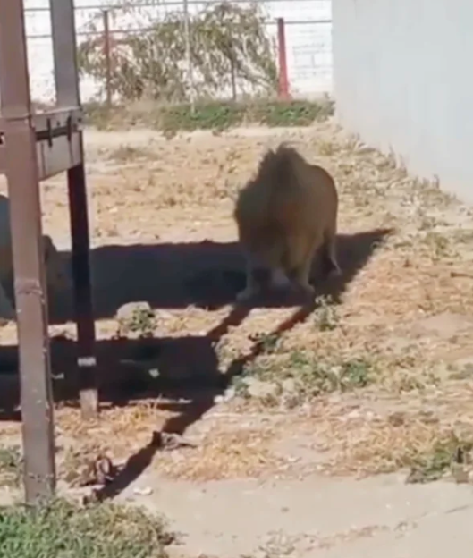 LEóN DEVORA A SU CRíA ANTE VISITANTES DE ZOOLóGICO LEóN DEVORA A SU CRíA ANTE VISITANTES DE ZOOLóGICO