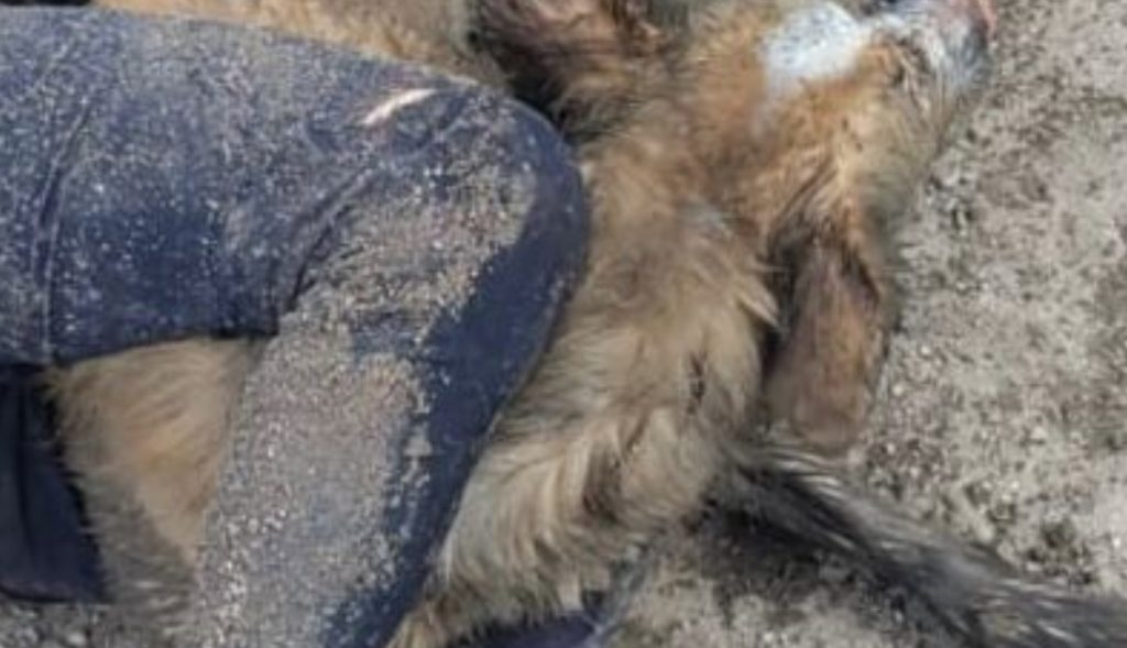 POLICíA RESCATA A MUJER Y A SU MASCOTA DE INCENDIO