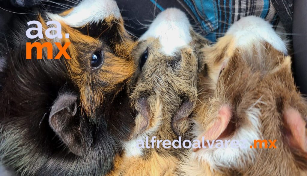 NIñA MUERE EN INCENDIO DE SU CASA, INTENTABA RESCATAR A SU MASCOTA