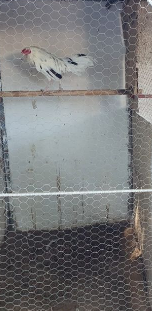 CONFISCAN EN PENAL MáS DE UN MILLóN DE PESOS Y ARMAS CON IMAGEN DE 'EL CHAPO'
