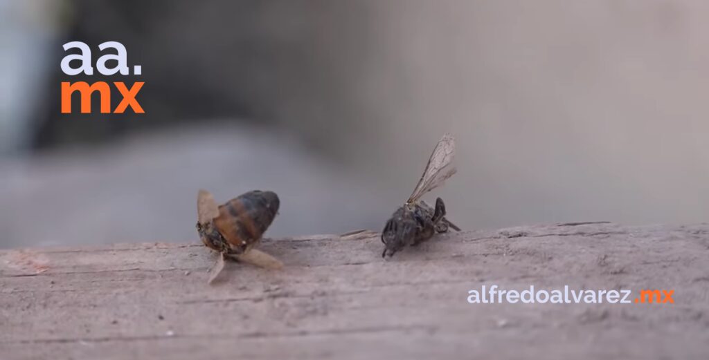 ABEJAS MATAN UN PERRO Y LESIONAN A 20 PERSONAS EN ETCHOJOA