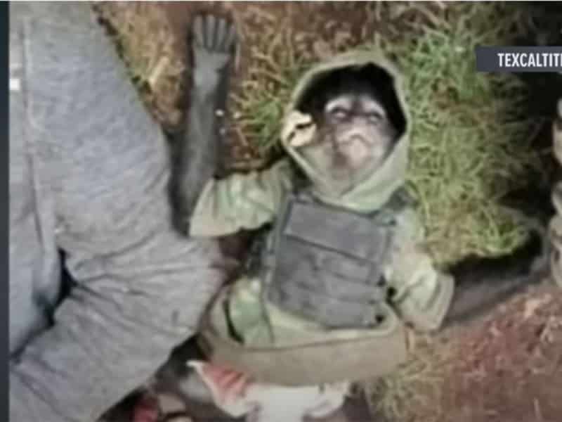 ABATEN A MONO ARAñA EN ENFRENTAMIENTO CON LA FAMILIA MICHOACANA