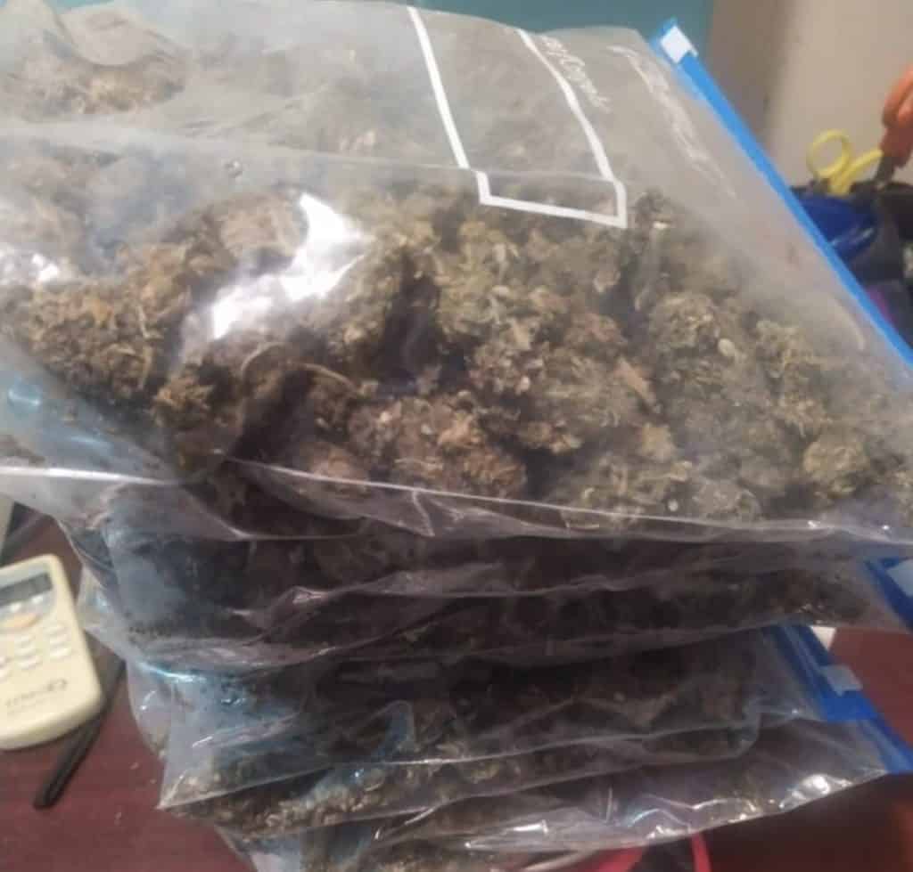 CATEAN PREDIOS EN ENSENADA Y DECOMISAN MARIHUANA